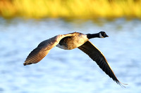 Canadian Goose in Flight