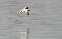 Tern in Flight