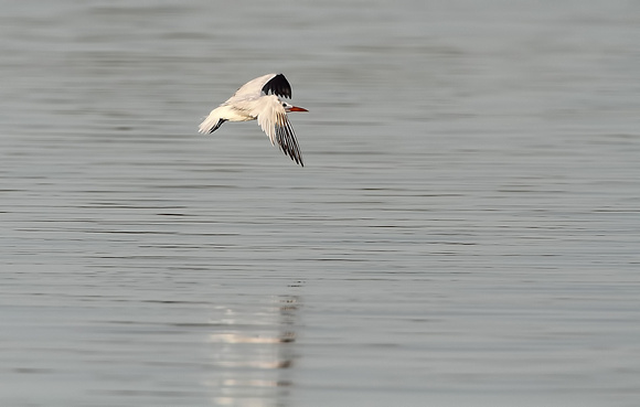 Tern in Flight