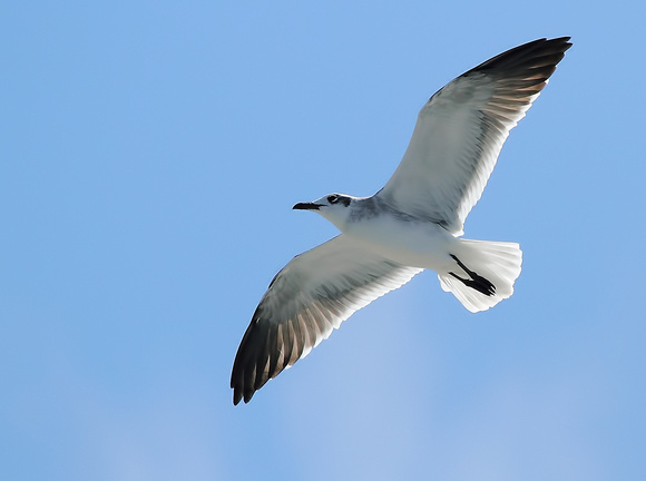 seagull in Flight